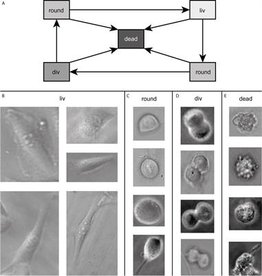 CeCILE - An Artificial Intelligence Based Cell-Detection for the Evaluation of Radiation Effects in Eucaryotic Cells